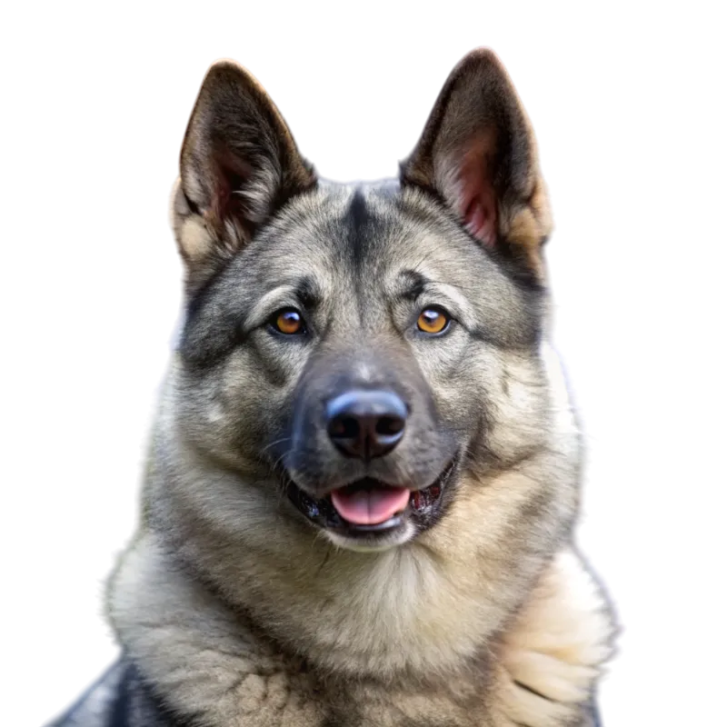 Norwegian Elkhound