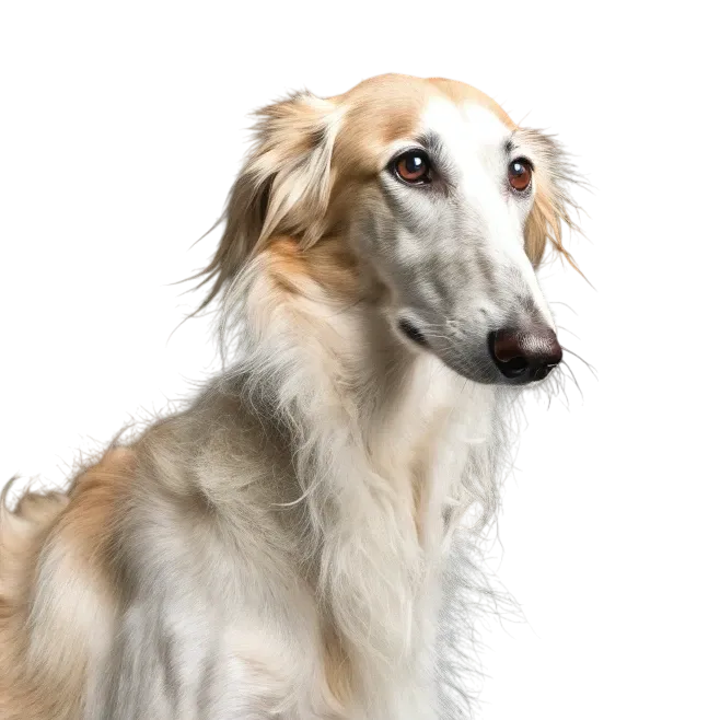 Borzoi