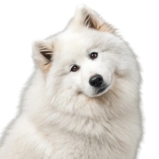 Samoyed