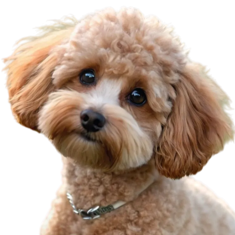 Chi-Poo