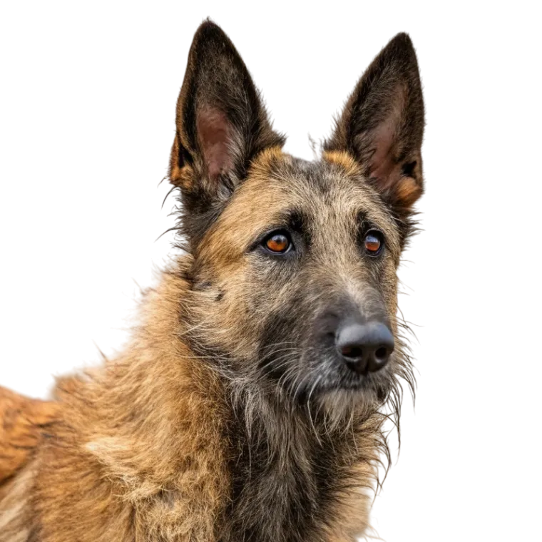 Belgian Laekenois