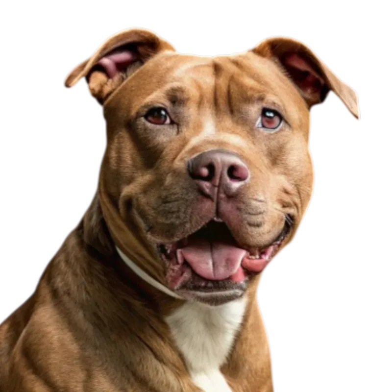 American Pit Bull Terrier