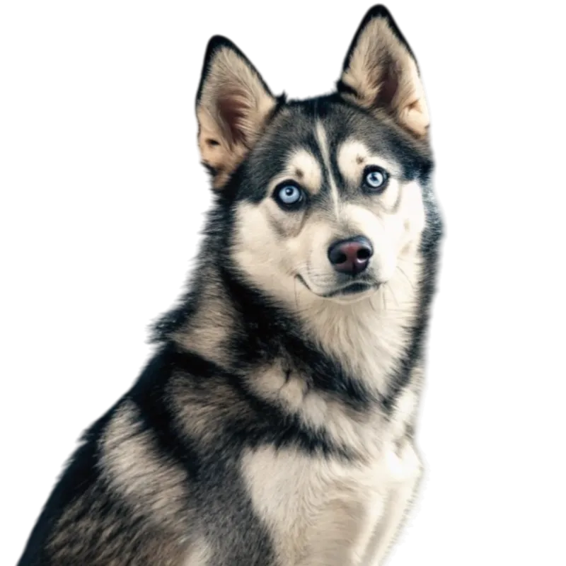 Alaskan Klee Kai
