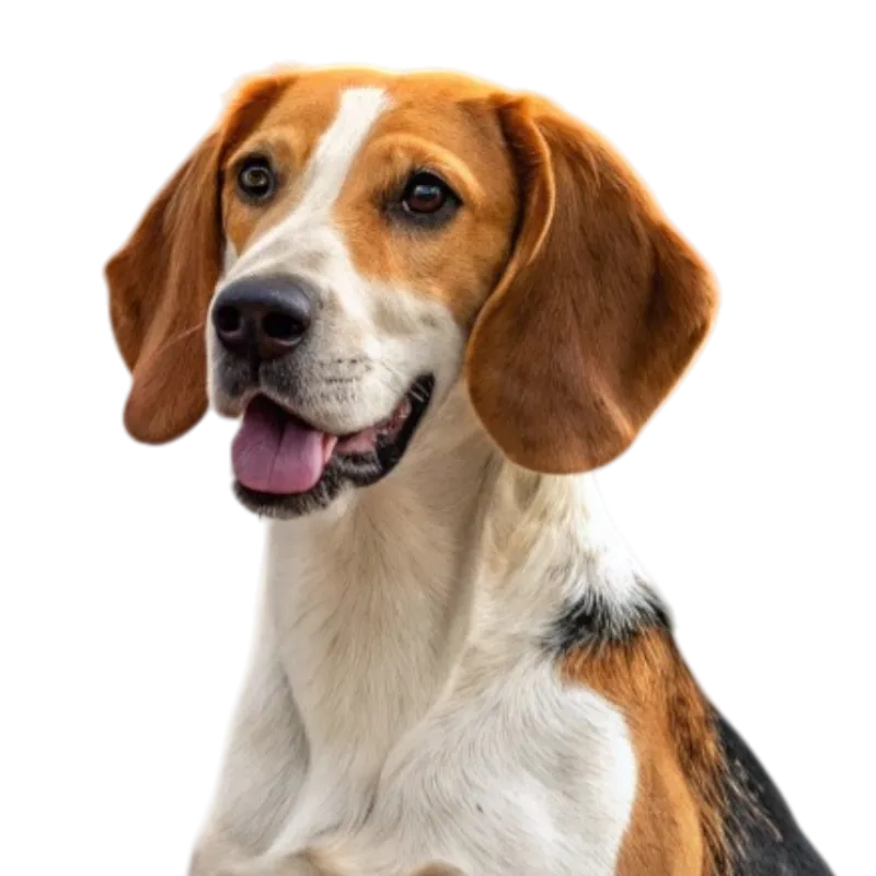 American Foxhound