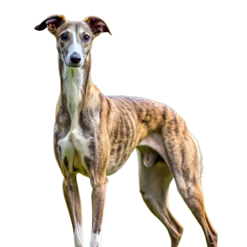 Greyhound