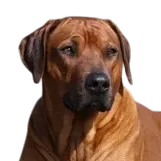 Rhodesian Ridgeback