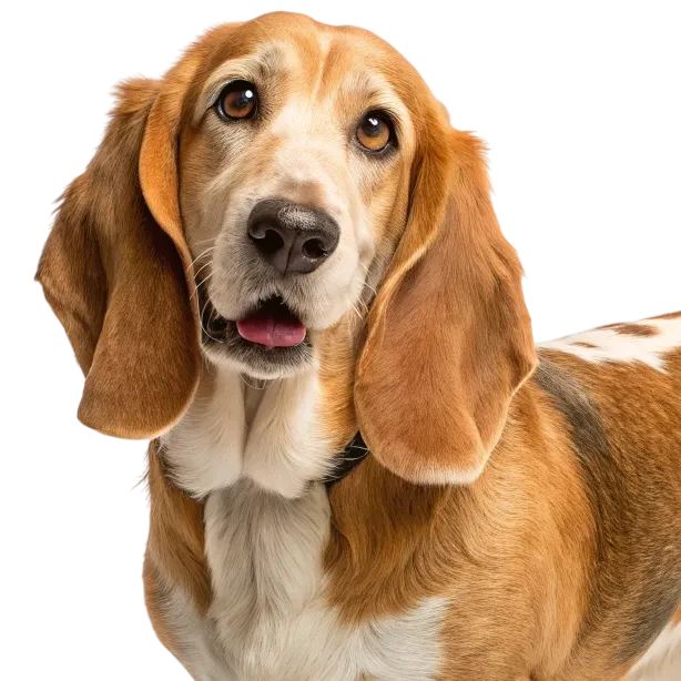 Basset Retriever