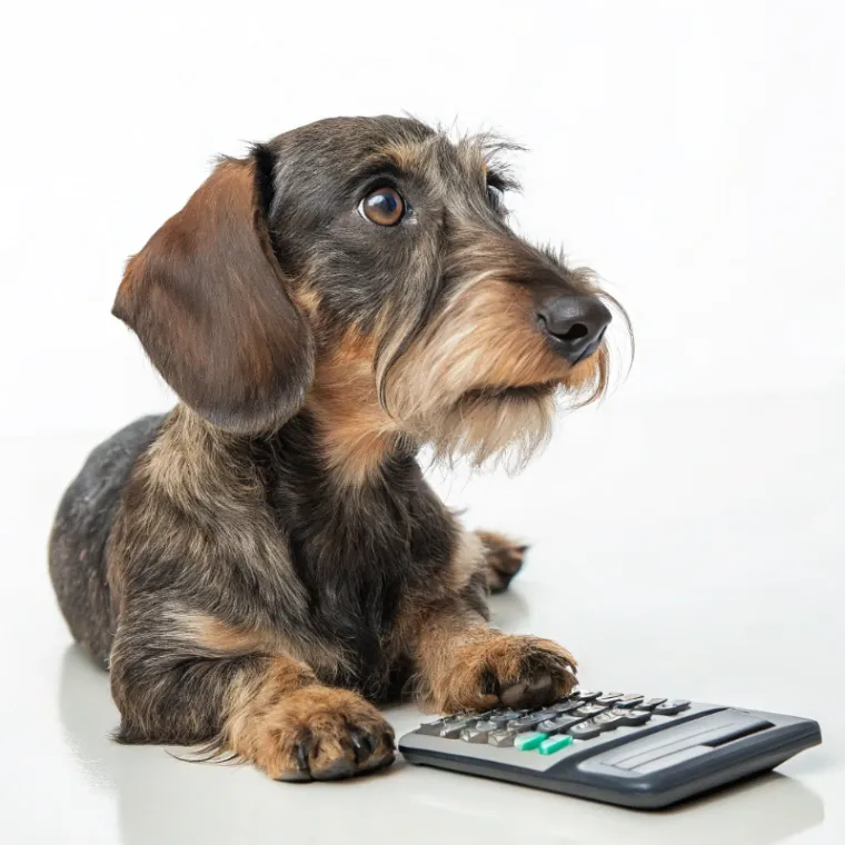 Wirehaired Dachshund cost calculator preview