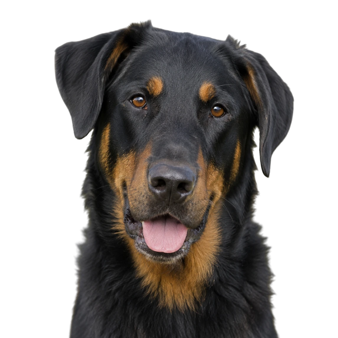 Beauceron