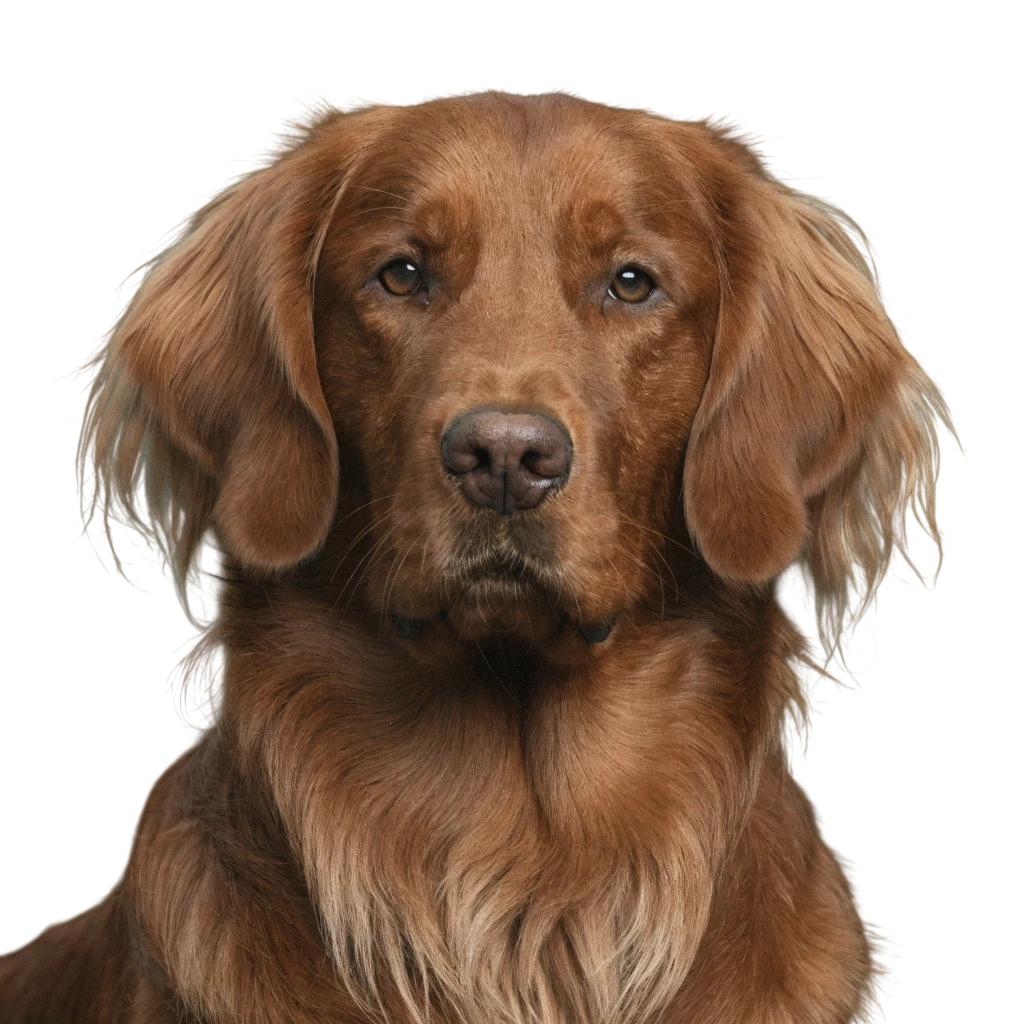 Red Field Golden Retriever