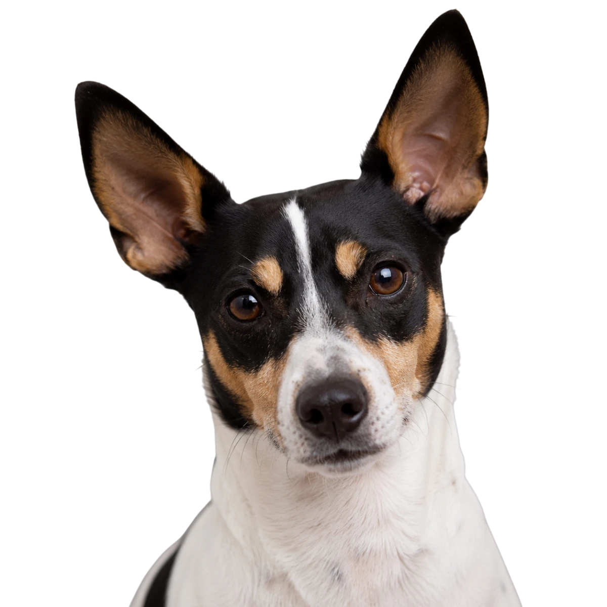 Rat Terrier