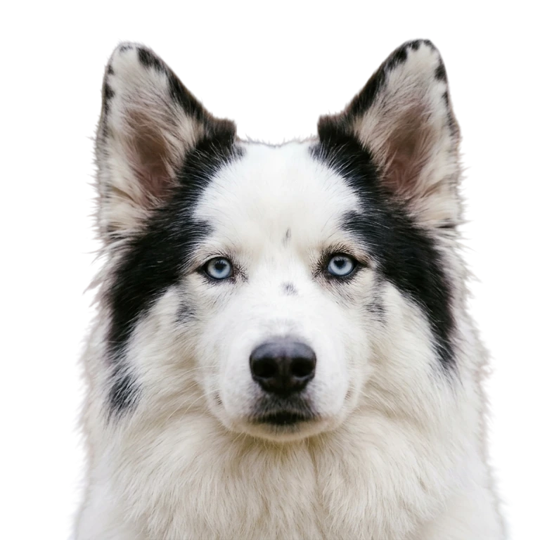 Yakutian Laika