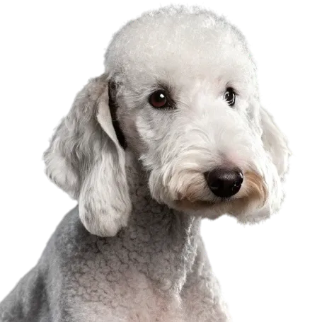 Bedlington Terrier