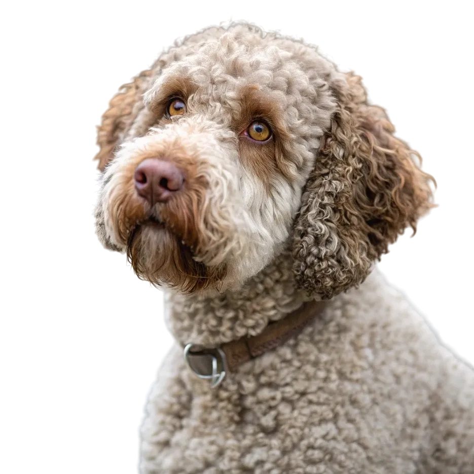 Lagotto Romagnolo