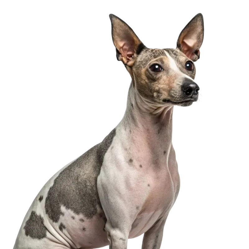 American Hairless Terrier