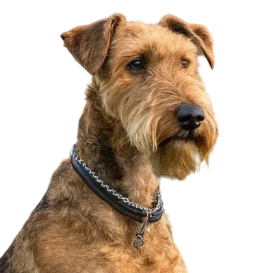 Airedale Terrier