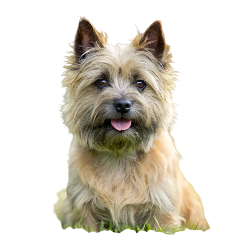 Cairn Terrier