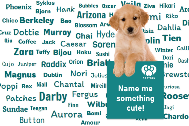 Dog Name Generator