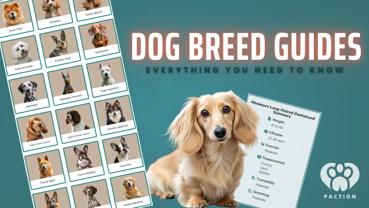 Dog Breed Guides