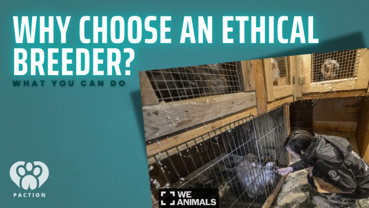 Why Choose an Ethical Breeder