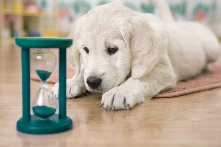 puppy looking at an hourglass
