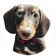 Dachshund dog