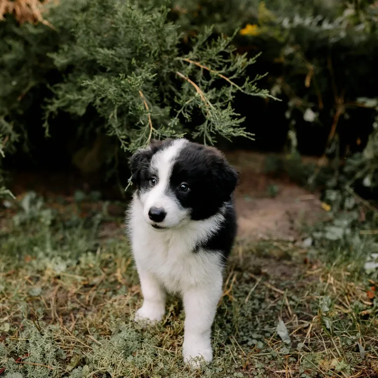 border collie