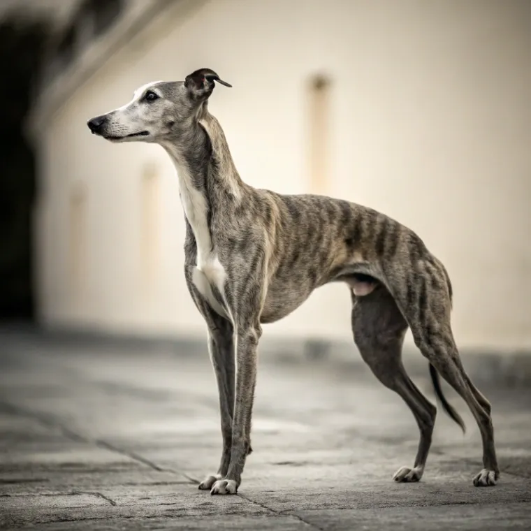 Whippet photo