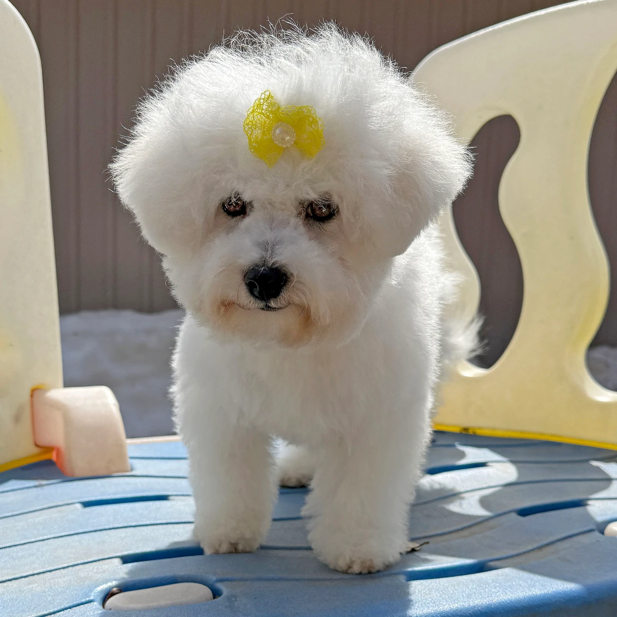 Bichon Frise Puppy Listing (GEMS-YELLOW-GIRL-EC322BCF) | Paction
