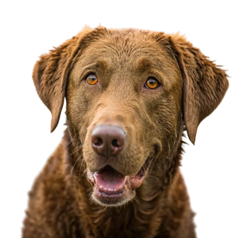 Chesapeake Bay Retriever