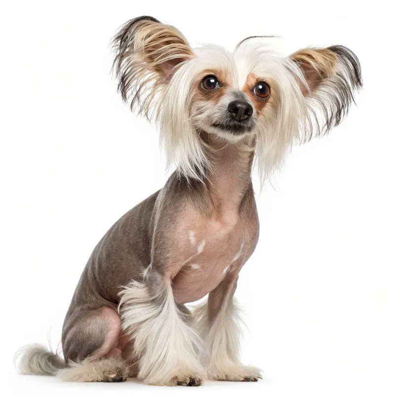 Chinese Crested
