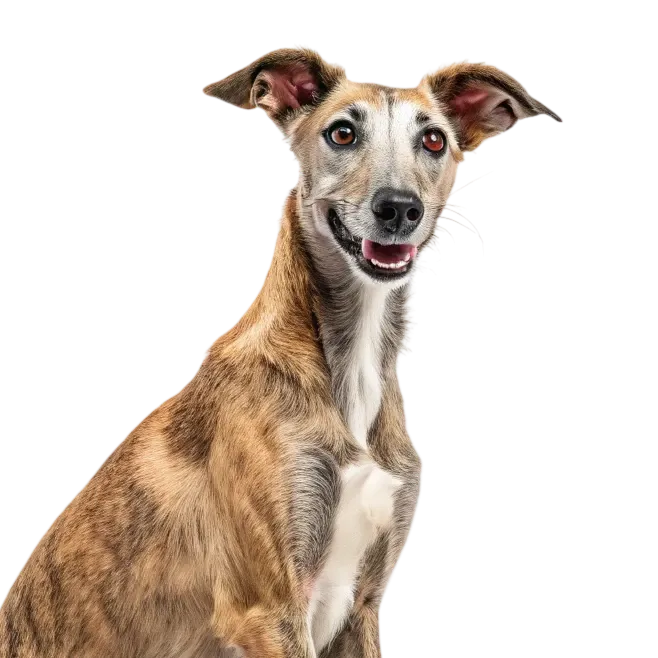 Lurcher