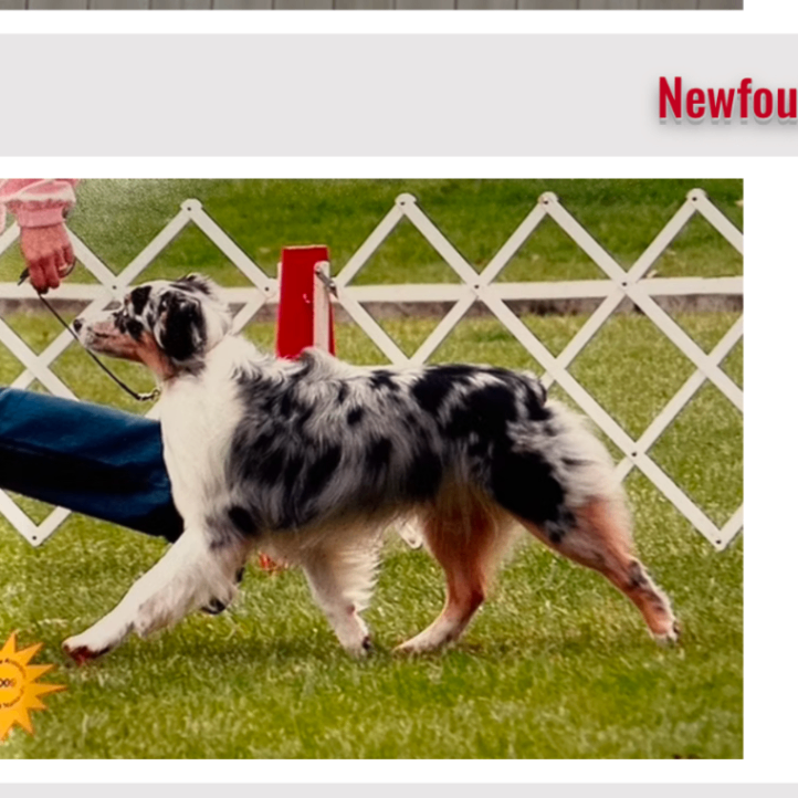 MASCAN - Miniature American Shepherd Club of Canada