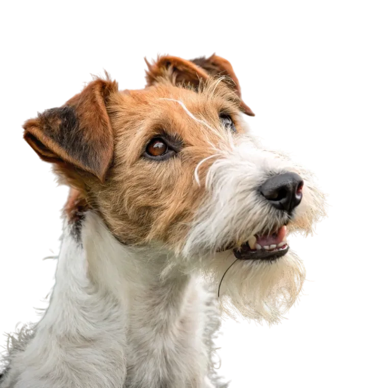 Wirehaired Fox Terrier