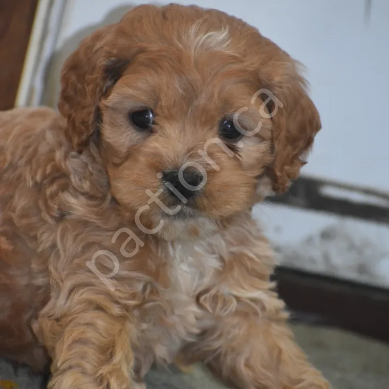 Cockapoo Puppy Listing (COCKAPOO-PUPPIES--2E5629BD) | Paction