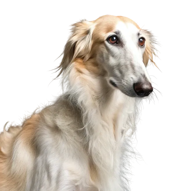Borzoi