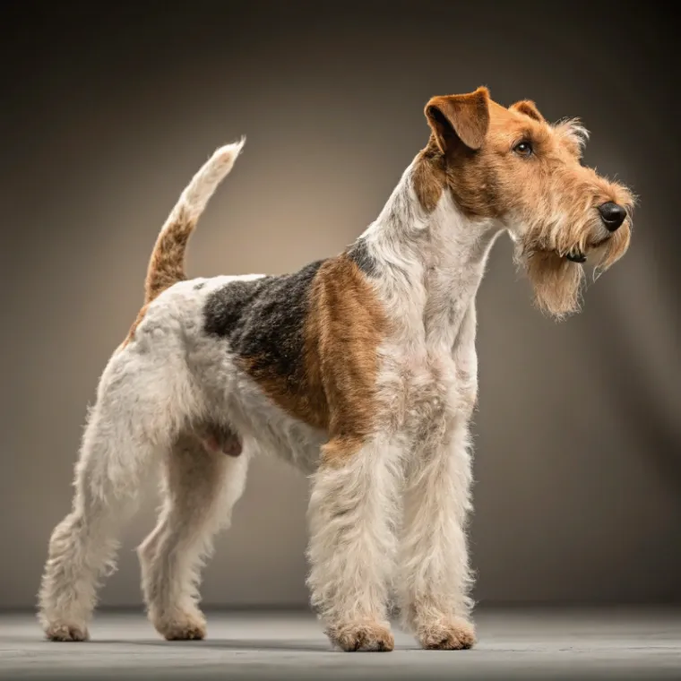 Wirehaired Fox Terrier photo