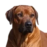 Rhodesian Ridgeback