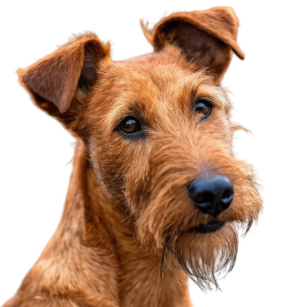 Irish Terrier