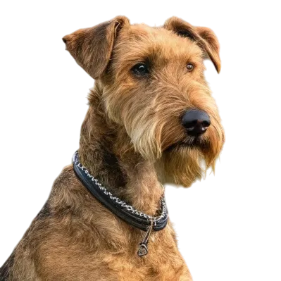 Airedale Terrier