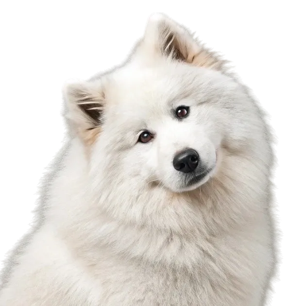 Samoyed
