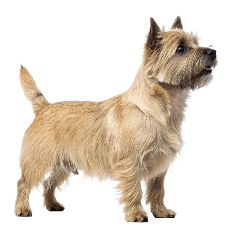 Cairn Terrier photo