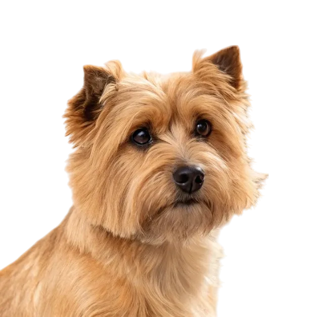 Norfolk Terrier