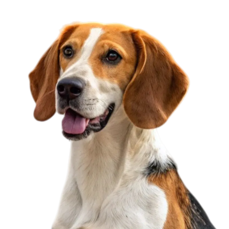 American Foxhound