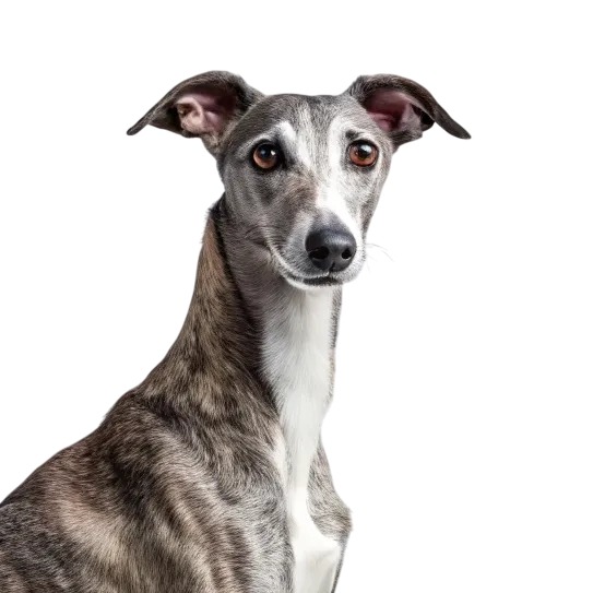 Whippet