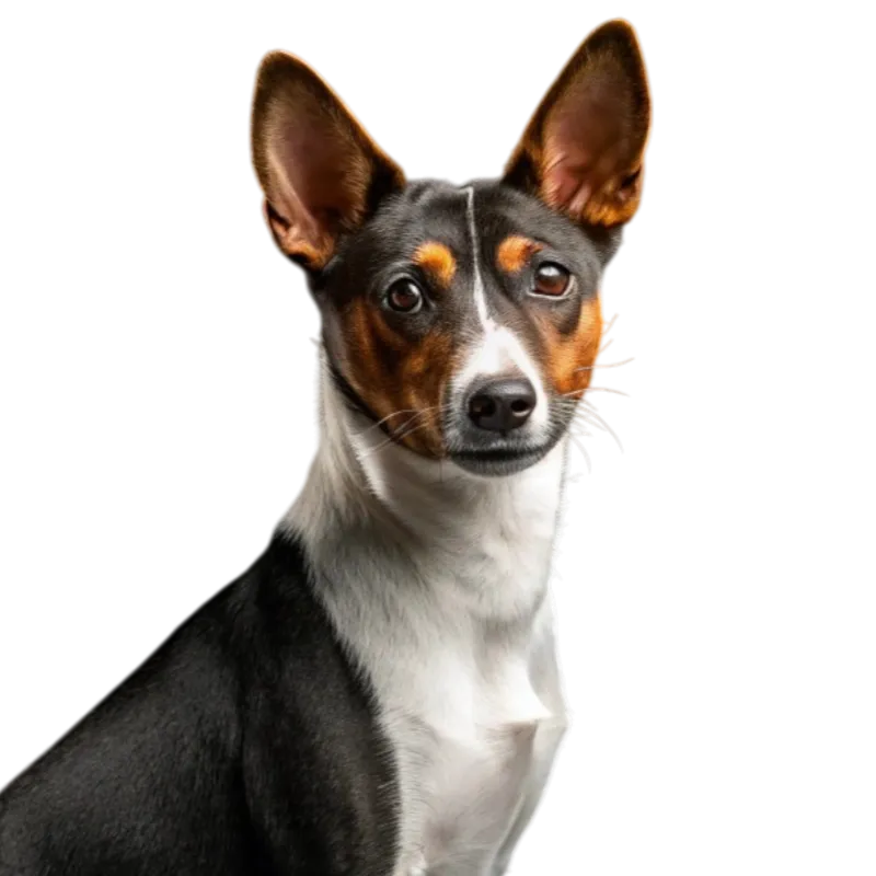 Basenji