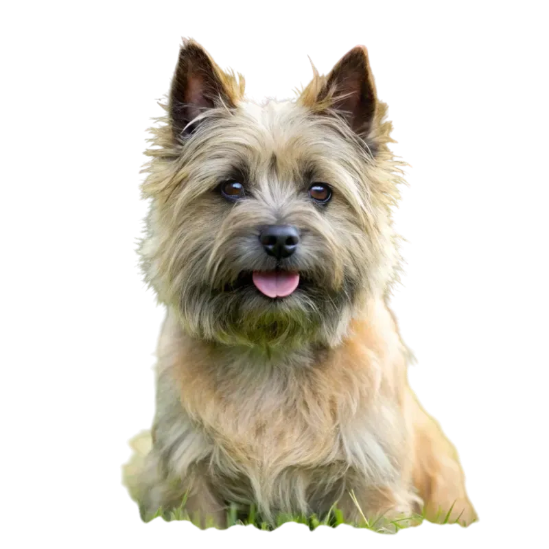 Cairn Terrier