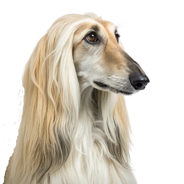 A headshot of an Afghan Hound