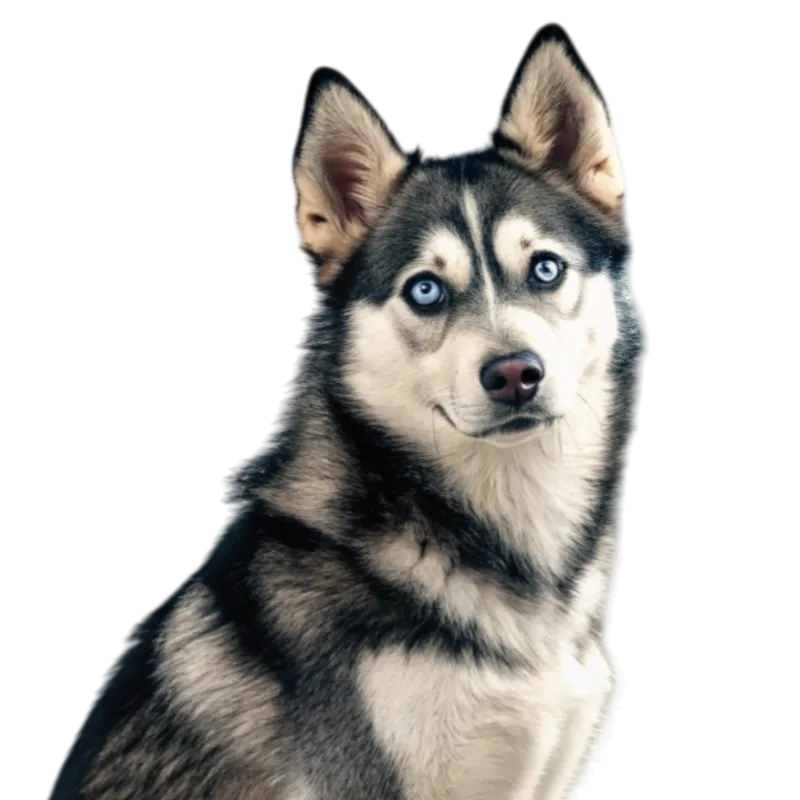 Alaskan Klee Kai