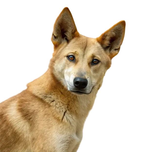 Carolina Dog (American Dingo)